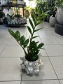 Zamioculcas zamiifolia