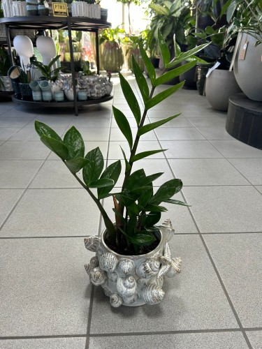 Zamioculcas zamiifolia
