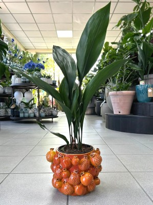 Aspidistra Elatior M