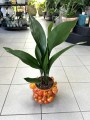 Aspidistra Eliator