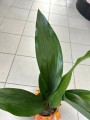 Aspidistra Eliator
