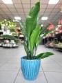 Aspidistra Elatior