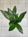 Aspidistra Elatior
