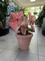Caladium