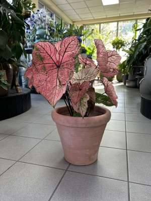 Caladium Spring Fling, kaladium