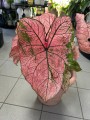 Caladium