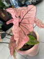 Caladium