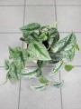 Scindapsus Pictus Trebie