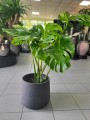 Monstera Deliciosa