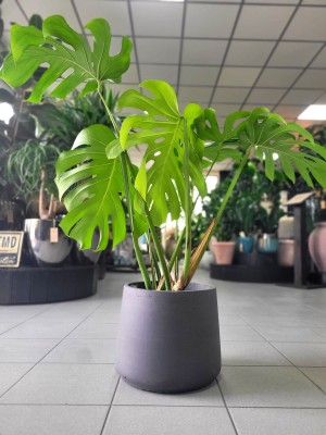 Monstera deliciosa, monstera dziurawa