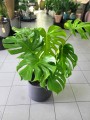 Monstera Deliciosa