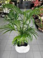 Howea Forsteriana