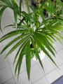 Howea Forsteriana