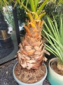 Washingtonia robusta