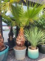 Washingtonia robusta