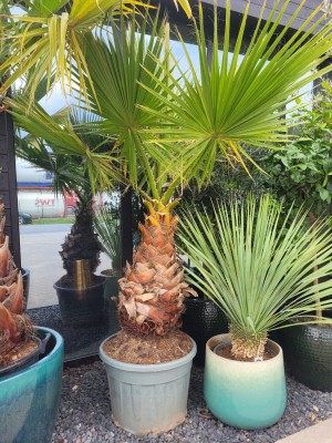 Washingtonia robusta, palma meksykańska L