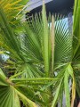 Washingtonia robusta
