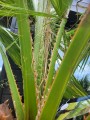 Washingtonia robusta