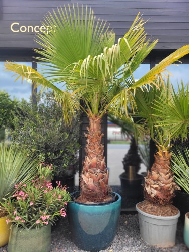 Washingtonia robusta