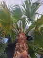 Washingtonia robusta