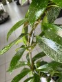 Hoya Carnosa Silver Spot, hoja różowa na kole