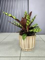 Calathea Insigne lancifolia