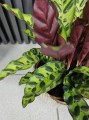 Calathea Insigne lancifolia