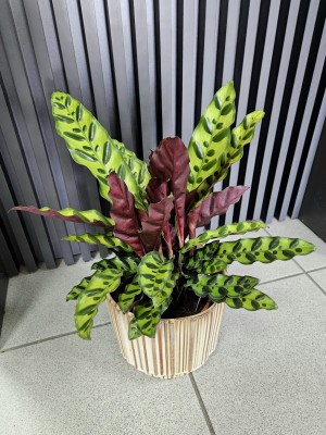 Calathea lancifolia, kalatea