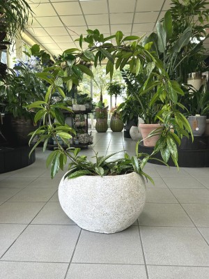 Hoya carnosa Silver Spot, hoja różowa na kole