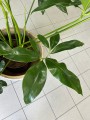 Philodendron Fun Bun