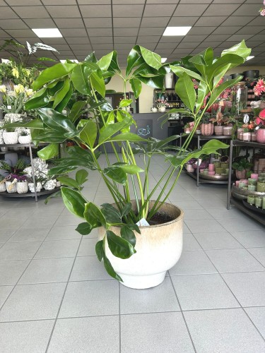 Philodendron Fun Bun