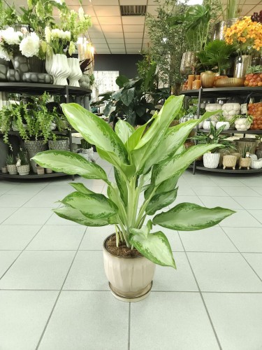 Aglaonema Cleopatra