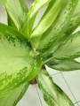 Aglaonema Cleopatra