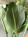 Strelitzia Reginae