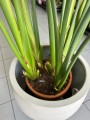 Strelitzia Reginae