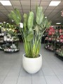 Strelitzia Reginae
