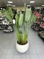 Strelitzia Reginae