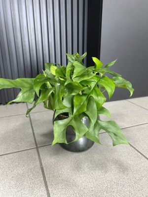 Monstera minima, Rhaphidophora tetrasperma
