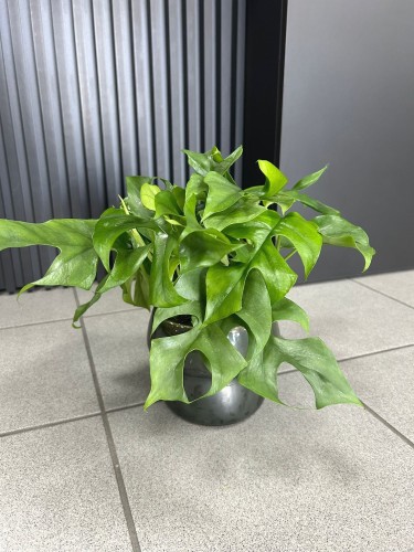 Monstera Minima Rhaphidophora tetrasperma