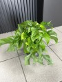 Monstera Minima Rhaphidophora tetrasperma