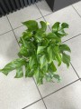 Monstera Minima Rhaphidophora tetrasperma