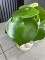 Peperomia Raindrop