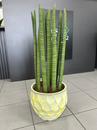 Sansevieria Cylindrica