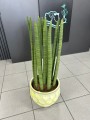 Sansevieria Cylindrica