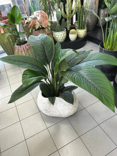Spathiphyllum Sensation