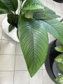 Spathiphyllum Sensation
