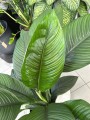 Spathiphyllum Sensation