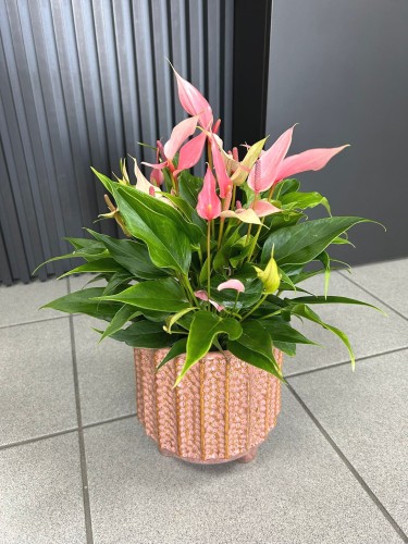 Anthurium Lilli