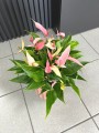 Anthurium Lilli