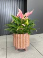 Anthurium Lilli